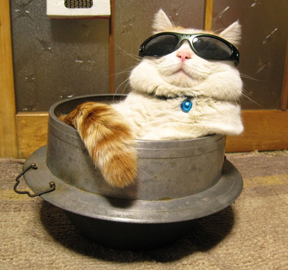 funny-beautiful-amazing-cute-cat-with-spectacle-sun-glass